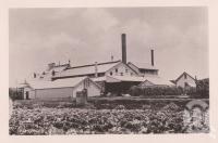 <span class="caption-caption">Fairymead Sugar Mill</span>. <br />From <span class="caption-book">Views of Bundaberg</span>, <span class="caption-publisher">W Blaikie</span>, date unknown, collection of <span class="caption-contributor">Fryer Library, UQ</span>.