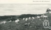 <span class="caption-caption">Sheep grazing on the hills at Beechmont</span>. <br />From <span class="caption-book">Gold Coast: The story of the Gold Coast of Queensland and Hinterland</span>, 1958, collection of <span class="caption-contributor">John Young</span>.
