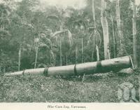 <span class="caption-caption">Blue gum log, Yarraman</span>, c1925. <br />Booklet, collection of <span class="caption-contributor">John Young</span>.