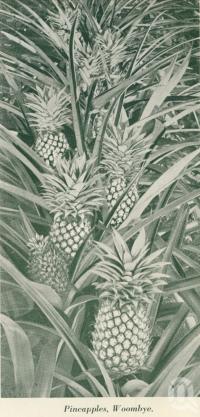 <span class="caption-caption">Pineapples, Woombye</span>, c1925. <br />Booklet, collection of <span class="caption-contributor">John Young</span>.