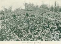 <span class="caption-caption">Cotton plantation, Queensland</span>, c1925. <br />Booklet, collection of <span class="caption-contributor">John Young</span>.