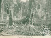 <span class="caption-caption">Clearing scrub, Babinda</span>, c1925. <br />Booklet, collection of <span class="caption-contributor">John Young</span>.