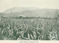 <span class="caption-caption">Sugar plantation, Babinda</span>, c1925. <br />Booklet, collection of <span class="caption-contributor">John Young</span>.