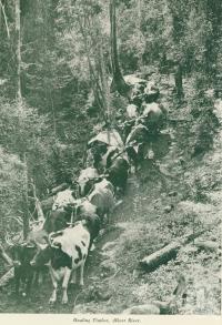 <span class="caption-caption">Hauling timber, Albert River</span>, c1925. <br />Booklet, collection of <span class="caption-contributor">John Young</span>.