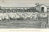 <span class="caption-caption">Shorn sheep at Jondaryan Woolshed, Darling Downs</span>. <br />From <span class="caption-book">Queensland Sheep and Wool Industry</span>, <span class="caption-creator">Queensland Government Intelligence and Tourist Bureau</span>, Brisbane, 1918, collection of <span class="caption-contributor">Centre for the Government of Queensland</span>.