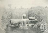 <span class="caption-caption">Bore at Tinnenburra, Cunnamulla District</span>. <br />From <span class="caption-book">Queensland Sheep and Wool Industry</span>, <span class="caption-creator">Queensland Government Intelligence and Tourist Bureau</span>, Brisbane, 1918, collection of <span class="caption-contributor">Centre for the Government of Queensland</span>.
