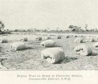<span class="caption-caption">Drying wool on grass at Claverton Station, Cunnamulla District</span>. <br />From <span class="caption-book">Queensland Sheep and Wool Industry</span>, <span class="caption-creator">Queensland Government Intelligence and Tourist Bureau</span>, Brisbane, 1918, collection of <span class="caption-contributor">Centre for the Government of Queensland</span>.