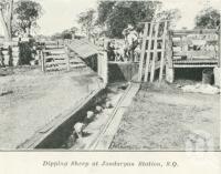 <span class="caption-caption">Dipping sheep at Jondaryan Station</span>. <br />From <span class="caption-book">Queensland Sheep and Wool Industry</span>, <span class="caption-creator">Queensland Government Intelligence and Tourist Bureau</span>, Brisbane, 1918, collection of <span class="caption-contributor">Centre for the Government of Queensland</span>.