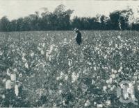 <span class="caption-caption">Cotton plantation, Wowan, Dawson Valley</span>. <br />From <span class="caption-book">Queensland The Jewel of Australia</span>, <span class="caption-publisher">Sydney G Hughes</span>, Brisbane, c1933, collection of <span class="caption-contributor">Centre for the Government of Queensland</span>.