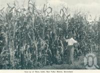 <span class="caption-caption">Close up of maize, Imbil, Mary Valley District</span>. <br />From <span class="caption-book">Queensland The Jewel of Australia</span>, <span class="caption-publisher">Sydney G Hughes</span>, Brisbane, c1933, collection of <span class="caption-contributor">Centre for the Government of Queensland</span>.