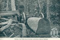 <span class="caption-caption">Hauling a fine walnut log in the heart of the forest, Atherton Tableland</span>. <br />From <span class="caption-book">Queensland The Jewel of Australia</span>, <span class="caption-publisher">Sydney G Hughes</span>, Brisbane, c1933, collection of <span class="caption-contributor">Centre for the Government of Queensland</span>.