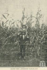 <span class="caption-caption">Maize crop, Atherton Tableland</span>. <br />From <span class="caption-book">The Queen State</span>, <span class="caption-creator">D.C. Tilghman</span>, <span class="caption-publisher">John Mills</span>, Brisbane, 1933, collection of <span class="caption-contributor">Centre for the Government of Queensland</span>.