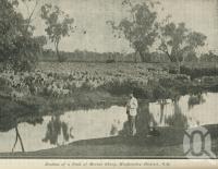 <span class="caption-caption">Merino sheep, Hughenden District</span>. <br />From <span class="caption-book">The Queen State</span>, <span class="caption-creator">D.C. Tilghman</span>, <span class="caption-publisher">John Mills</span>, Brisbane, 1933, collection of <span class="caption-contributor">Centre for the Government of Queensland</span>.