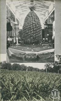 <span class="caption-caption">Pineapple Trophy (Brisbane Show) and Pineapple Farm Woombye</span>. <br />From <span class="caption-book">Glimpses of Sunny Queensland (2nd edition)</span>, <span class="caption-creator">Queensland Government Intelligence and Tourist Bureau</span>, Brisbane, 1912, collection of <span class="caption-contributor">Centre for the Government of Queensland</span>.
