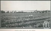 <span class="caption-caption">Pineapple farms, Redland Bay</span>. <br />From <span class="caption-book">Glimpses of Sunny Queensland (3rd edition)</span>, <span class="caption-creator">Queensland Government Intelligence and Tourist Bureau</span>, Brisbane, 1914, collection of <span class="caption-contributor">Centre for the Government of Queensland</span>.