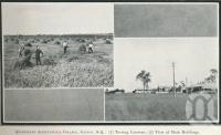<span class="caption-caption">Queensland Agricultural College, Gatton</span>. <br />From <span class="caption-book">Glimpses of Sunny Queensland (3rd edition)</span>, <span class="caption-creator">Queensland Government Intelligence and Tourist Bureau</span>, Brisbane, 1914, collection of <span class="caption-contributor">Centre for the Government of Queensland</span>.