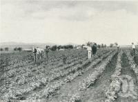 <span class="caption-caption">Life and industry on the Darling Downs, hilling potatoes at Killarney</span>. <br />From <span class="caption-book">Glimpses of Sunny Queensland (3rd edition)</span>, <span class="caption-creator">Queensland Government Intelligence and Tourist Bureau</span>, Brisbane, 1914, collection of <span class="caption-contributor">Centre for the Government of Queensland</span>.