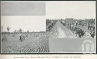 <span class="caption-caption">Scenes near Roma, Maranoa District</span>. <br />From <span class="caption-book">Glimpses of Sunny Queensland (3rd edition)</span>, <span class="caption-creator">Queensland Government Intelligence and Tourist Bureau</span>, Brisbane, 1914, collection of <span class="caption-contributor">Centre for the Government of Queensland</span>.