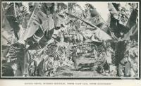 <span class="caption-caption">Banana grove, Buderim Mountain</span>. <br />From <span class="caption-book">Glimpses of Sunny Queensland (3rd edition)</span>, <span class="caption-creator">Queensland Government Intelligence and Tourist Bureau</span>, Brisbane, 1914, collection of <span class="caption-contributor">Centre for the Government of Queensland</span>.