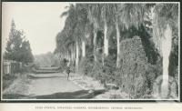 <span class="caption-caption">Palm Avenue, Botanical Gardens, Rockhampton</span>. <br />From <span class="caption-book">Glimpses of Sunny Queensland (3rd edition)</span>, <span class="caption-creator">Queensland Government Intelligence and Tourist Bureau</span>, Brisbane, 1914, collection of <span class="caption-contributor">Centre for the Government of Queensland</span>.