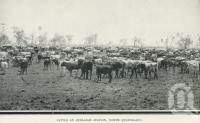 <span class="caption-caption">Cattle on Burleigh Station</span>. <br />From <span class="caption-book">Glimpses of Sunny Queensland (3rd edition)</span>, <span class="caption-creator">Queensland Government Intelligence and Tourist Bureau</span>, Brisbane, 1914, collection of <span class="caption-contributor">Centre for the Government of Queensland</span>.