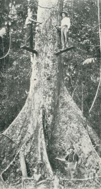 <span class="caption-caption">Falling crow's foot elm, Atherton District</span>. <br />From <span class="caption-book">Glimpses of Sunny Queensland (3rd edition)</span>, <span class="caption-creator">Queensland Government Intelligence and Tourist Bureau</span>, Brisbane, 1914, collection of <span class="caption-contributor">Centre for the Government of Queensland</span>.