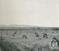 <span class="caption-caption">Life and industry on the Darling Downs, wheat scene</span>. <br />From <span class="caption-book">Glimpses of Sunny Queensland (3rd edition)</span>, <span class="caption-creator">Queensland Government Intelligence and Tourist Bureau</span>, Brisbane, 1914, collection of <span class="caption-contributor">Centre for the Government of Queensland</span>.