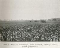 <span class="caption-caption">Crop of maize at Hermitage, near Warwick</span>. <br />From <span class="caption-book">The Pocket Queensland</span>, <span class="caption-creator">Queensland Government Intelligence and Tourist Bureau</span>, Brisbane, 1921, collection of <span class="caption-contributor">Centre for the Government of Queensland</span>.