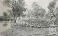 <span class="caption-caption">Sheep on the Warrego River, Charleville</span>. <br />From <span class="caption-book">The Pocket Queensland</span>, <span class="caption-creator">Queensland Government Intelligence and Tourist Bureau</span>, Brisbane, 1921, collection of <span class="caption-contributor">Centre for the Government of Queensland</span>.