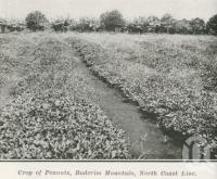 <span class="caption-caption">Crop of peanuts, Buderim Mountain</span>. <br />From <span class="caption-book">The Pocket Queensland</span>, <span class="caption-creator">Queensland Government Intelligence and Tourist Bureau</span>, Brisbane, 1921, collection of <span class="caption-contributor">Centre for the Government of Queensland</span>.