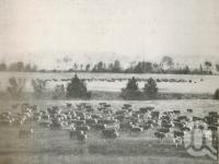 <span class="caption-caption">Beef Cattle (mostly Herefords) on Coochin Coochin Station, Dugandan</span>. <br />From <span class="caption-book">The Pocket Queensland</span>, <span class="caption-creator">Queensland Government Intelligence and Tourist Bureau</span>, Brisbane, 1921, collection of <span class="caption-contributor">Centre for the Government of Queensland</span>.
