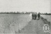 <span class="caption-caption">Stripping wheat on Bungeworgorai State Farm, near Roma, Maranoa District</span>. <br />From <span class="caption-book">The Pocket Queensland</span>, <span class="caption-creator">Queensland Government Intelligence and Tourist Bureau</span>, Brisbane, 1921, collection of <span class="caption-contributor">Centre for the Government of Queensland</span>.