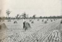 <span class="caption-caption">Stooks of wheat on Bungeworgorai State Farm, Roma, Maranoa District</span>. <br />From <span class="caption-book">The Pocket Queensland</span>, <span class="caption-creator">Queensland Government Intelligence and Tourist Bureau</span>, Brisbane, 1921, collection of <span class="caption-contributor">Centre for the Government of Queensland</span>.