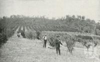 <span class="caption-caption">Cowley's Orchard at Ballandean, Stanthorpe District</span>. <br />From <span class="caption-book">The Pocket Queensland</span>, <span class="caption-creator">Queensland Government Intelligence and Tourist Bureau</span>, Brisbane, 1921, collection of <span class="caption-contributor">Centre for the Government of Queensland</span>.