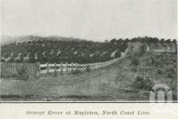 <span class="caption-caption">Orange grove at Mapleton</span>. <br />From <span class="caption-book">The Pocket Queensland</span>, <span class="caption-creator">Queensland Government Intelligence and Tourist Bureau</span>, Brisbane, 1921, collection of <span class="caption-contributor">Centre for the Government of Queensland</span>.