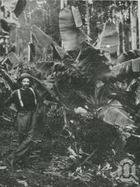 <span class="caption-caption">Banana grove, Buderim Mountain</span>. <br />From <span class="caption-book">The Pocket Queensland</span>, <span class="caption-creator">Queensland Government Intelligence and Tourist Bureau</span>, Brisbane, 1921, collection of <span class="caption-contributor">Centre for the Government of Queensland</span>.