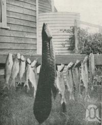 <span class="caption-caption">Ceratodus and fresh-water mullet, caught in the Burnett River, near Gin Gin, Burnett District</span>. <br />From <span class="caption-book">The Pocket Queensland</span>, <span class="caption-creator">Queensland Government Intelligence and Tourist Bureau</span>, Brisbane, 1921, collection of <span class="caption-contributor">Centre for the Government of Queensland</span>.