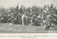 <span class="caption-caption">Crop of arrowroot, Coolabunia, near Kingaroy, Burnett District</span>. <br />From <span class="caption-book">The Pocket Queensland</span>, <span class="caption-creator">Queensland Government Intelligence and Tourist Bureau</span>, Brisbane, 1921, collection of <span class="caption-contributor">Centre for the Government of Queensland</span>.