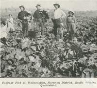 <span class="caption-caption">Cabbage plot at Wallumbilla, Maranoa District</span>. <br />From <span class="caption-book">The Pocket Queensland</span>, <span class="caption-creator">Queensland Government Intelligence and Tourist Bureau</span>, Brisbane, 1921, collection of <span class="caption-contributor">Centre for the Government of Queensland</span>.