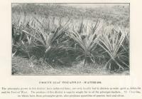 <span class="caption-caption">Smooth leaf pineapples, Waterloo</span>. <br />From <span class="caption-book">The Burnett and Isis Pictorial</span>, <span class="caption-creator">Richards & Kingdon</span>, Bundaberg, 1927, collection of <span class="caption-contributor">Centre for the Government of Queensland</span>.