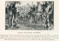 <span class="caption-caption">Banana plantation, Waterloo</span>. <br />From <span class="caption-book">The Burnett and Isis Pictorial</span>, <span class="caption-creator">Richards & Kingdon</span>, Bundaberg, 1927, collection of <span class="caption-contributor">Centre for the Government of Queensland</span>.