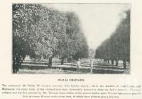 <span class="caption-caption">Idalia orchard</span>. <br />From <span class="caption-book">The Burnett and Isis Pictorial</span>, <span class="caption-creator">Richards & Kingdon</span>, Bundaberg, 1927, collection of <span class="caption-contributor">Centre for the Government of Queensland</span>.