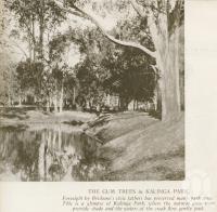 <span class="caption-caption">Gum trees at Kalinga Park</span>. <br />From <span class="caption-book">Brisbane, Australia's Sunshine City, Souvenir Commemorating the Visit of HRH The Dule of Gloucester</span>, <span class="caption-creator">Brisbane City Council</span>, Brisbane, 1934, collection of <span class="caption-contributor">Centre for the Government of Queensland</span>.