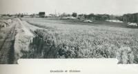 <span class="caption-caption">Canefields at Childers</span>. <br />From <span class="caption-book">Australia Unlimited</span>, <span class="caption-creator">Edwin J Brady</span>, <span class="caption-publisher">George Robertson & Co</span>, Melbourne, 1918, collection of <span class="caption-contributor">Centre for the Government of Queensland</span>.