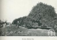 <span class="caption-caption">Orchard at Redland Bay</span>. <br />From <span class="caption-book">Australia Unlimited</span>, <span class="caption-creator">Edwin J Brady</span>, <span class="caption-publisher">George Robertson & Co</span>, Melbourne, 1918, collection of <span class="caption-contributor">Centre for the Government of Queensland</span>.