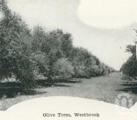 <span class="caption-caption">Olive trees, Westbrook</span>. <br />From <span class="caption-book">Australia Unlimited</span>, <span class="caption-creator">Edwin J Brady</span>, <span class="caption-publisher">George Robertson & Co</span>, Melbourne, 1918, collection of <span class="caption-contributor">Centre for the Government of Queensland</span>.