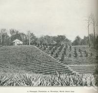 <span class="caption-caption">A pineapple plantation at Woombye</span>. <br />From <span class="caption-book">Australia Unlimited</span>, <span class="caption-creator">Edwin J Brady</span>, <span class="caption-publisher">George Robertson & Co</span>, Melbourne, 1918, collection of <span class="caption-contributor">Centre for the Government of Queensland</span>.