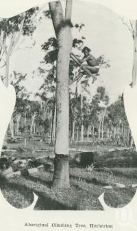 <span class="caption-caption">Aboriginal climbing tree, Herberton</span>. <br />From <span class="caption-book">Australia Unlimited</span>, <span class="caption-creator">Edwin J Brady</span>, <span class="caption-publisher">George Robertson & Co</span>, Melbourne, 1918, collection of <span class="caption-contributor">Centre for the Government of Queensland</span>.