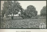 <span class="caption-caption">Result of irrigation, Hughenden</span>. <br />From <span class="caption-book">Australia Unlimited</span>, <span class="caption-creator">Edwin J Brady</span>, <span class="caption-publisher">George Robertson & Co</span>, Melbourne, 1918, collection of <span class="caption-contributor">Centre for the Government of Queensland</span>.