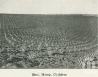 <span class="caption-caption">Sisal Hemp, Childers</span>. <br />From <span class="caption-book">Australia Unlimited</span>, <span class="caption-creator">Edwin J Brady</span>, <span class="caption-publisher">George Robertson & Co</span>, Melbourne, 1918, collection of <span class="caption-contributor">Centre for the Government of Queensland</span>.